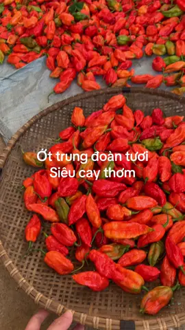 Ớt trung đoàn Mường tè#ơtxiemtaybac #otsinholaichau #bepphonui #vanglinh #ottrungdoan  @Bếp Phố Núi 