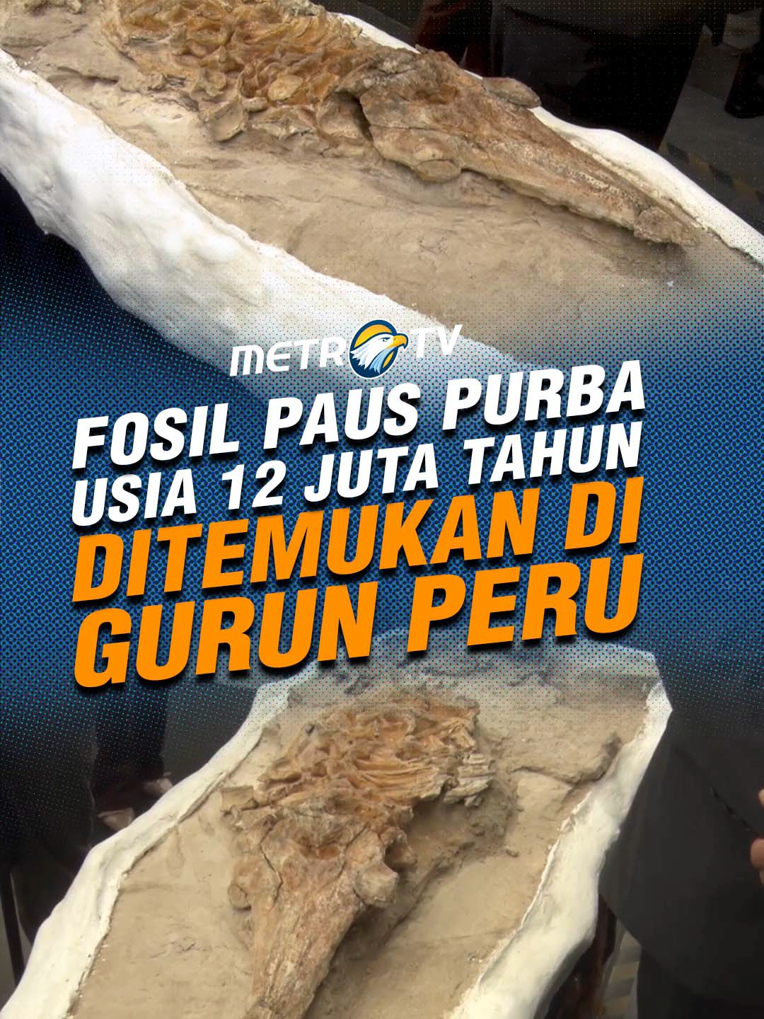 Fosil paus purba yang berusia sekitar 12 juta tahun ditemukan di Gurun Ocucaje Peru. #tiktokberita #tiktokmetrotv #beritaviral #metrotvnews #viral #fyp #beritainternasional #peru #ocucajeperú #ocucaje #fossil #fosil #paus #whalefossil