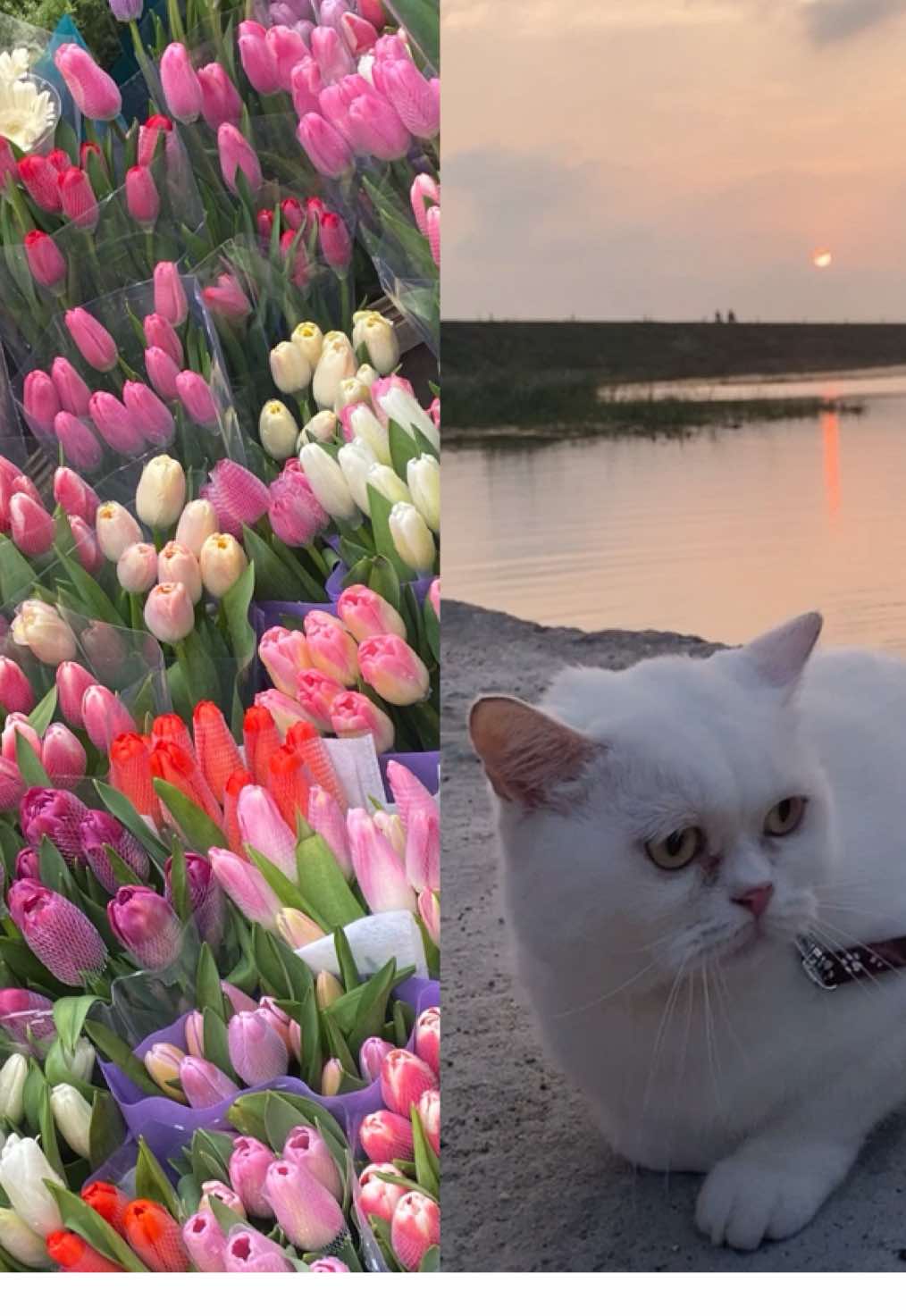 Thiền sư Thích Nhất Hạnh từng nói : Nhìn người, đừng dùng mắt để nhìn, vì rất dễ nhìn nhầm. Càng đừng dùng tai để nghe, bởi vì có thể toàn lời dối trá. Chỉ cần dùng thời gian, dùng tâm để cảm nhận, thật thì không giả được, mà giả thì cũng không thể nào thật nổi. #phatphapnhiemmau #nammoadidaphat #buddha #xuhuongtiktok #viral #buddhism #loiphatday #binhyen 