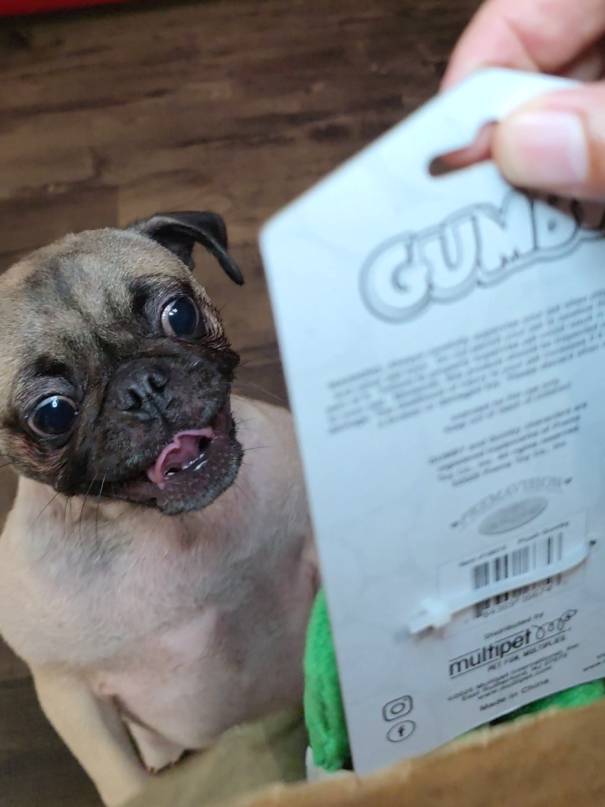 GUMBY HAS ARRRIVED!! Pretzel is SO happy and SO in love with her new toy 💖 #pug #dogsoftiktok 
