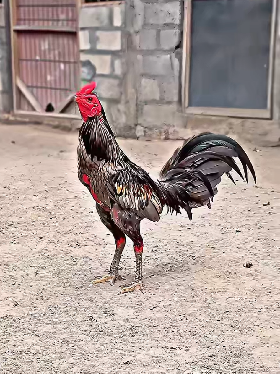 Era mangon belum Usia kawan 😎🔥  #pakhoy #mangon #foryoupage #hobiayam #kediri24jam 