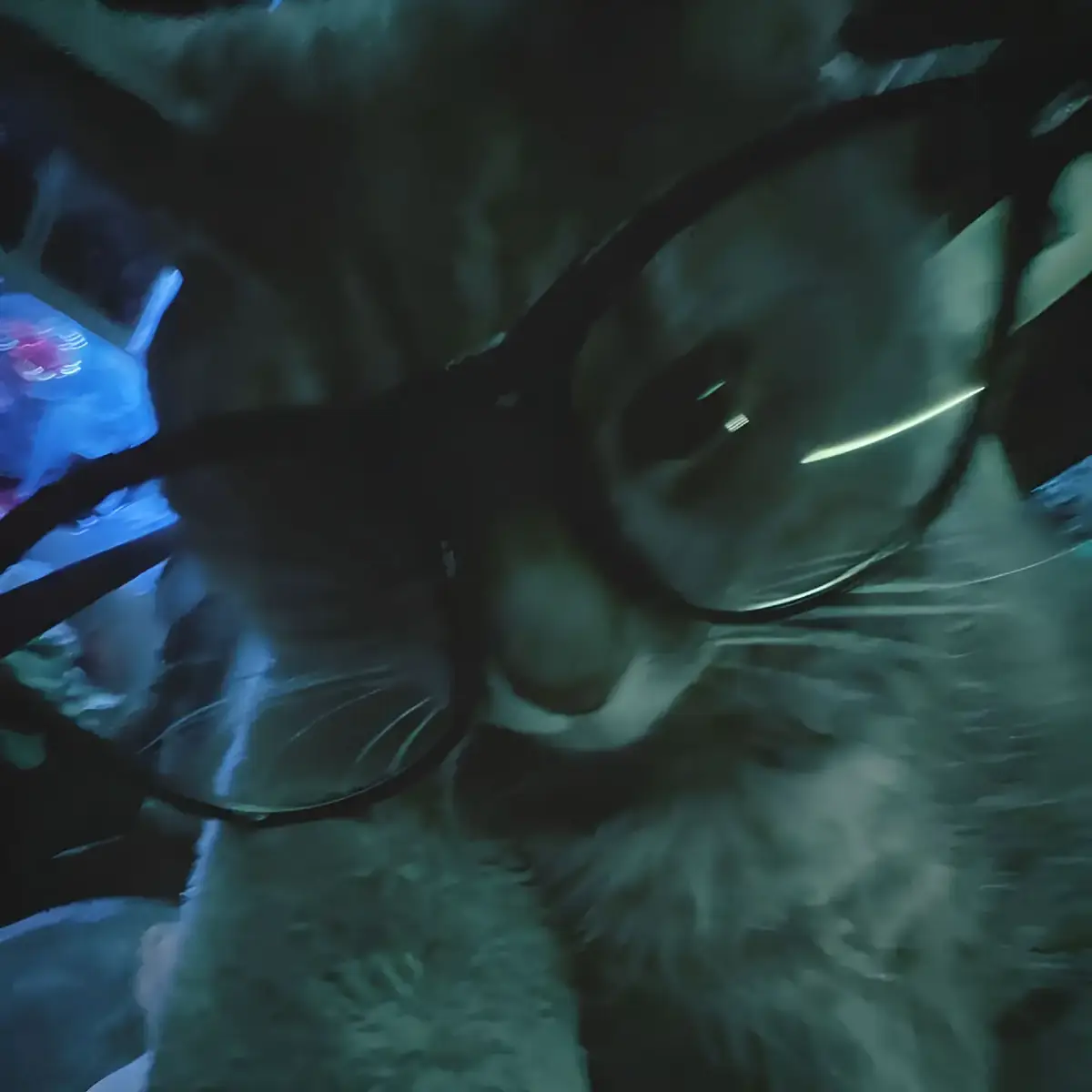 ANIMALS PFP #pfps #animepfp #ppkeren #ppkece #ppanime #profilepicture #antipasaran #pfp #pp #anime #liff27 #liff4k #fyp #fypシ #4u #foryou #fyp4u 