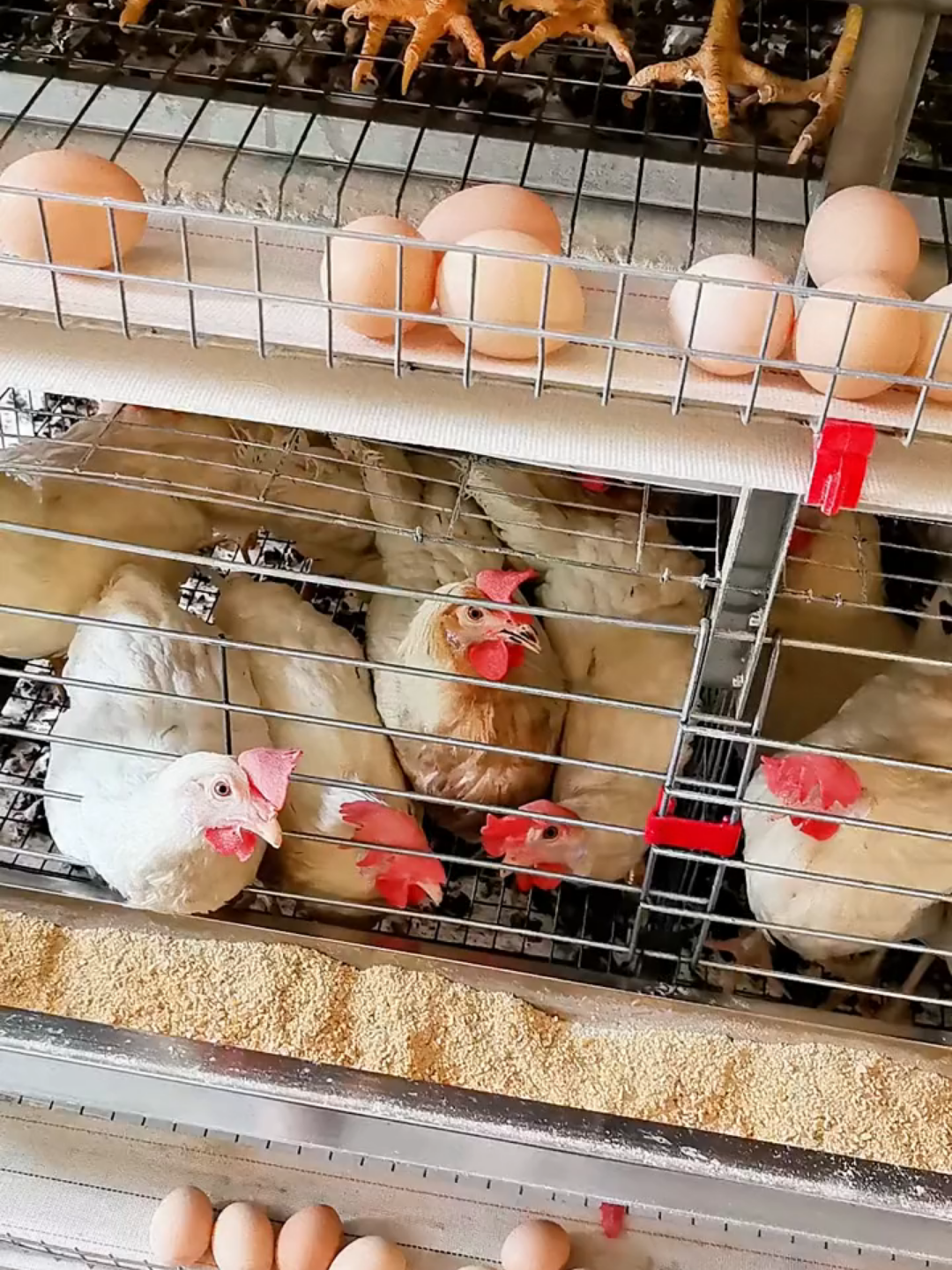 Suplemen khusus ayam petelur, hasilnya gak main-main! #suplemenayam #suplemenayampetelur #vitaminayam #vitaminayampetelur #ayam #ayampetelur #ternakayam #ternakayampetelur #suplementernak #vitaminhewan #suplemenunggas