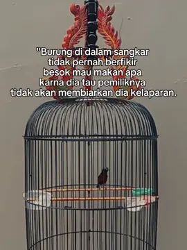 tapi ini bukan tentang burung hehe #fypシ #kolibrininja #kolibri #konin #koninmania #kolibrininjaindonesia #Baja_Team_29 #GASKEUN_NEKTAR 