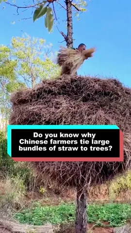 Do you know why Chinese farmers tie large bundles of straw to trees? #eating #foryourpage #delicious #cooking 