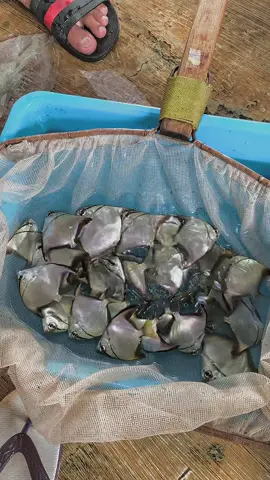 Monoductylus #fish #ikanhias #ikan #budidayaikanhias #ikanhiasmurah 