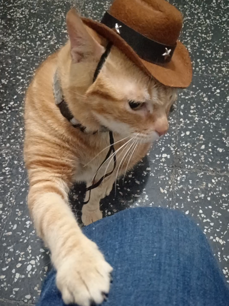 Lo que hace especial a Leo ♥️ #leoelgatoperuano  #leomichi #leoelgatonaranja #toystory #carlacalderon 