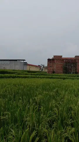 dampak dari angin puting beliung,,#fyppppppppppppppppppppppp #VoiceEffects #promomakangajian 