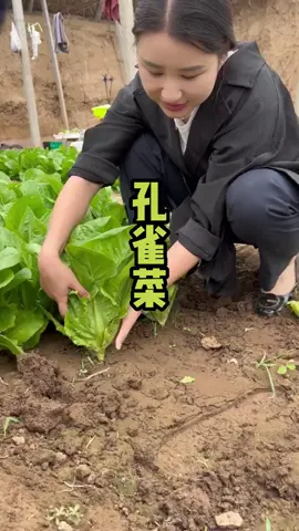 脆甜香#孔雀菜 南方北方都可以种#阳台小院均可种植#家庭种植#蔬菜种子 