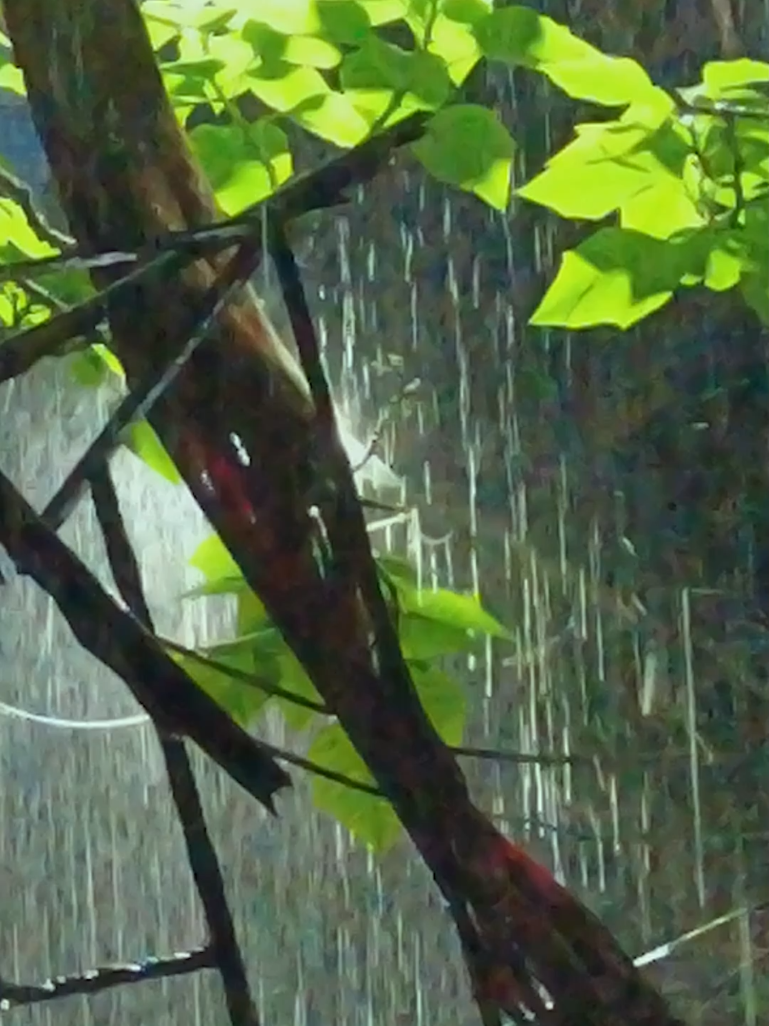 heavy rainstorm at night | rain sounds for sleep, study, relax, meditate #rainsounds #rainsoundsforsleeping #rainsound #rainsoundsasmr #rainsoundsforsleep #naturevibes #rainsoundsforsleepandrelaxation #naturesoundsforsleepandrelaxation #naturesoundsbeautiful #nature #rainforest #natureza #naturelover #naturezaperfeita #relaxingvideos #heavyrain #heavyrain🌧️🌧️ #rainstorm #heavyrainsounds #rainasmr