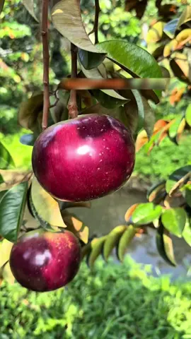 Vú sữa mica , cây giống có trong giỏ hàng nha . 