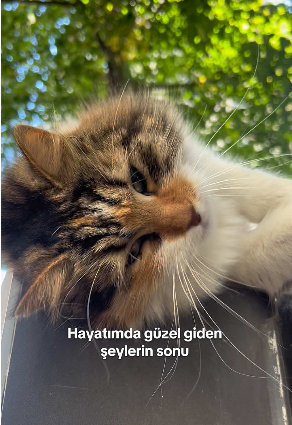 Düştü.. ahajskwlsl . . .  #kedi #cats #catfunny 