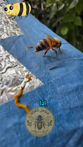رحلة النحلة من الزهرة إلى قطرة العسل... رحلة مليئة بالأسرار! ​ما تشاهده في أول الفيديو هو ليس ما تتوقعه. تعال معنا في جولة سريعة لنعرف كيف يتحول رحيق الزهور إلى ذهب سائل في مناحل الكوثر. عسلنا طبيعي 100% ويصلكم أينما كنتم! تعرف على السر وراء هذا المشهد في هذا الفيديو القصير. شارك المعلومة مع أصدقائك! ​لطلب أجود أنواع العسل: تواصلوا معنا عبر الواتساب: 07749583189 ​التوصيل متوفر لجميع المحافظات. #رحلة_نحلة #عالم_النحل #منتجات_النحل #عسل_خالص #طبيعة_ساحرة       