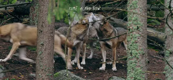 hi guys IVE GOTTEN SO MUCH ATTENTION LATELY IM SO JOYOUS THANK YOU FOR ALL THE FOLLOWERS AND LOVE sooo happy to see that people are as cringe as me :) yayyy!!!! #animals #cosmosheldrake #wolves #wildlife #thecranewives 