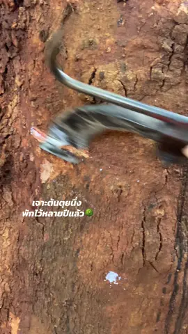 สักวันหนึ่งต้องถึงจุดหมาย💪 #ผู้หญิงกรีดยาง🌿 #ยางพารา #กรีดยาง #ฟีดดดシ 
