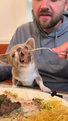 ###Lukas #lukasmoney #chihuahua #dog #pisendryakel 