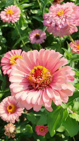 백일홍♧소국이 아름답던 날~~ 🌸🌻                   #가을꽃 #풍경 #꽃사랑 #백일홍 #국화 