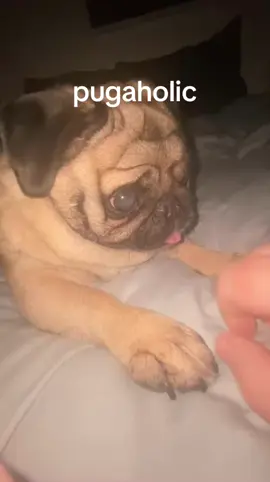 Ragebait ##pug##pugcommunity##pugs##puglife##fyp##fypシ゚##dog##doglover##dogsofttiktok##pugpuppy##puglove##puglover##pugaholic##ragebait