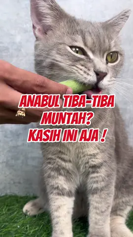 Ini dia solusi yang aman untuk pencernaan anabul kamu✨ #fyp #kucinglucu #pawsitivevibes #catgress #anjinglucu 