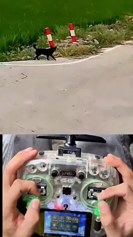 using drone to play with dog#dogsoftiktok #dog #dji #fpv #drone 