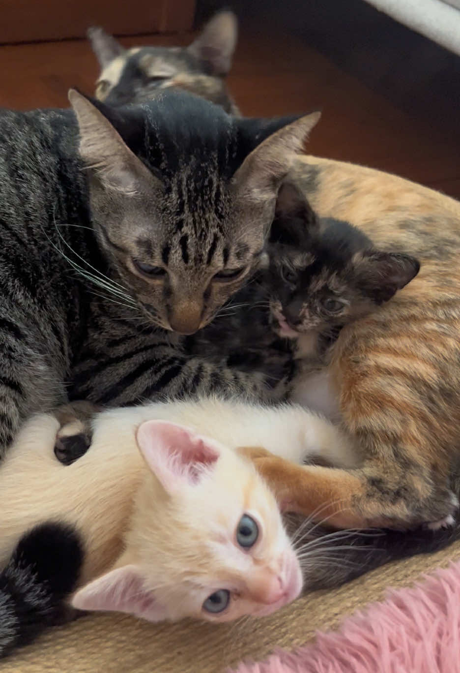 Papa Niko loves his family 🥰 The kittens may be getting bigger, but that won’t stop Papa Niko from squeezing in for a cuddle #nikoandmaki #catmomlife #cattok #kittensoftiktok 