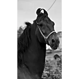 —❤️‍🩹SAY MASHALLAH❤️‍🩹—❤️‍🩹LALI CHALI DOR REH❤️‍🩹—#justforsidhumossewala #justiceforsidhumosewala #punjabikhetibadi #punjabiculture #foryou #1m 