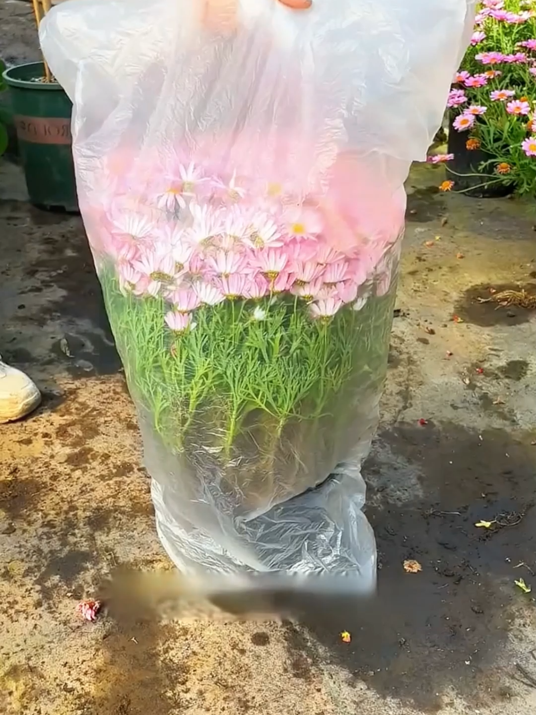 Cantiknya #bungaChrysanthemum ni, tanam senang je tapi boleh halau nyamuk serangga. Rumah ada balkoni atau laman kecil memang sesuai tanam sikit. #tanambunga #benih #taman