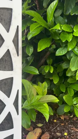 #briella #fyp #kimberlydanbriella 