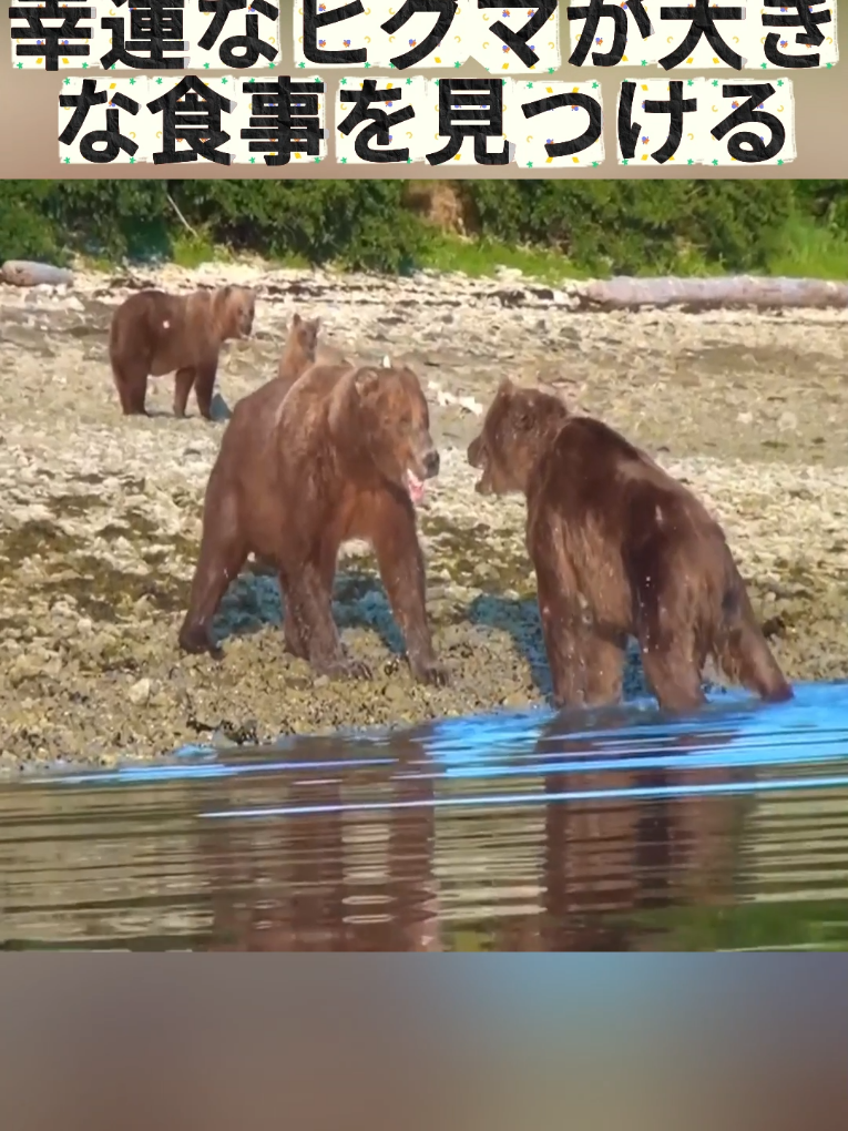 幸運なヒグマが大きな食事を見つける#クマ #ヒグマ #野生動物 