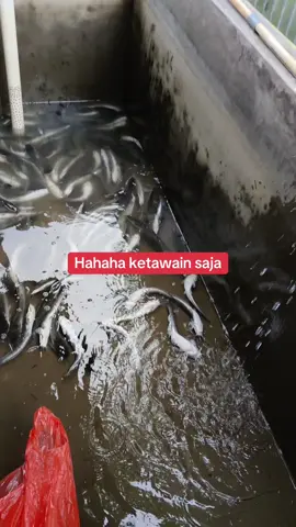 Mau panen modiar semua #panenlele #sortirlele #lelerumahan #peternaklele 