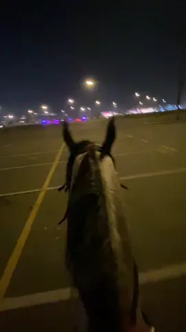 وش افضل أنواع الخيول خلنا نشوف رأيكم 🐎 ؟ #مربط_البارون #مكة_المكرمة #CapCut #ترندات_تيك_توك 