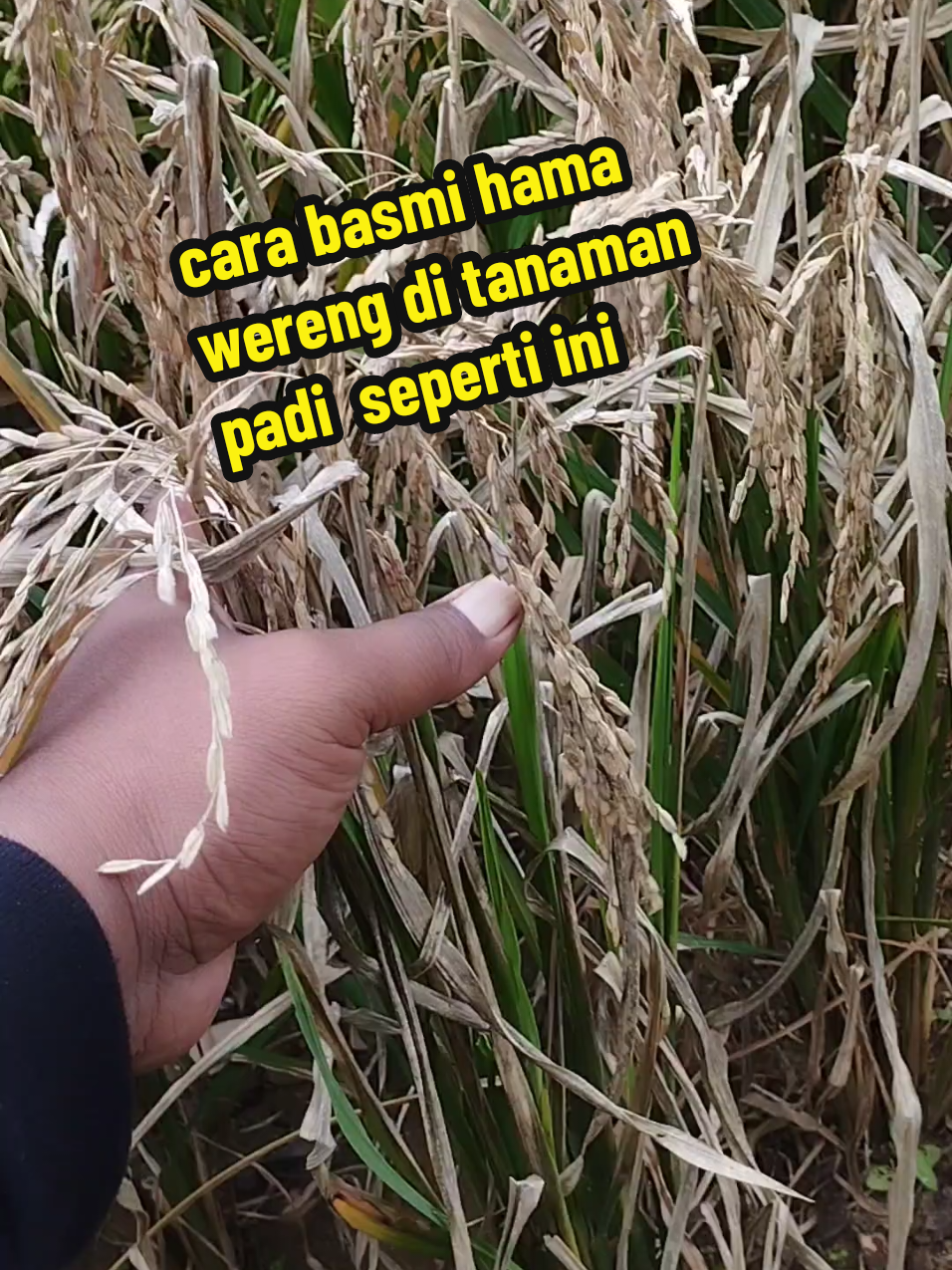 solusi basmi hama wereng dan jamur di tanaman padi dan sayuran #pestisidababati #obathamasangatampuh #fyp 