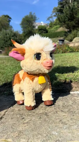 Meet Maggie the Feed & Follow Cow 🐮✨ Straight from the Scottish Highlands & stealing hearts 💕 Edie’s obsessed — Maggie walks, blinks, wags her tail & makes the funniest cow sounds 🐄💨 She even drinks from her bottle + follows you around… it’s udderly adorable 🍼💗 Feels like a real pet (minus the mess 😉) Shop the furReal range now at Smyths Toys! @Just Play @Smyths Toys Superstores  #toyreview #toysoftiktok #fyp #highlandcow 