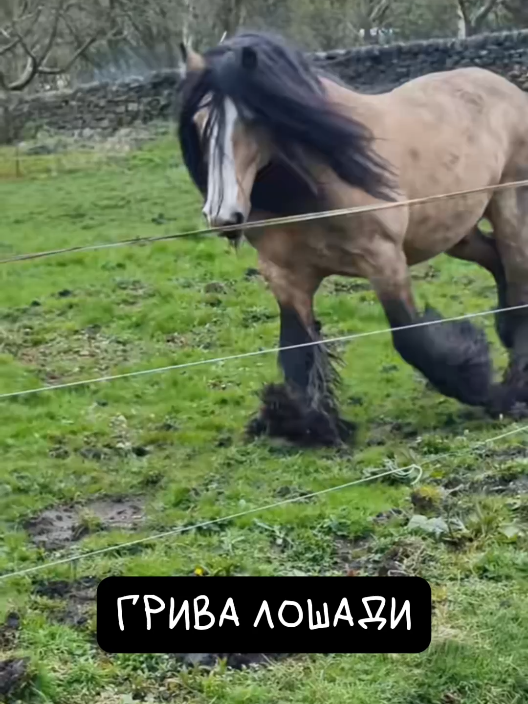 Грива Лошади Требует Ухода 🐴