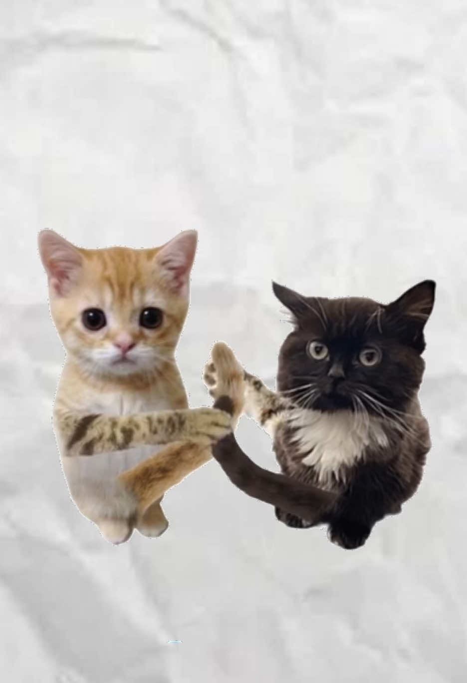 Докажи одной фразой что досмотрел до конца) #котики #взрослаяжизнь #поясняет 