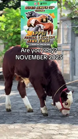 Acara kontes sapi appsi season2#peternakmuda #fyp #foryoupage #xyzabc #4u 