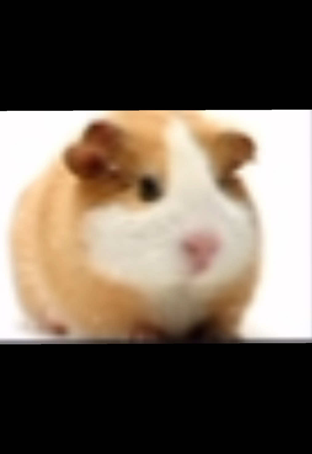 pig 🍷 #chickenwing #farts #guineapig #fyp #targetaudience 