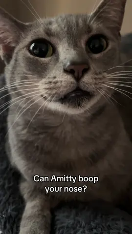 On grr #grr #fyp #fypシ゚viral #cats #catsoftiktok  GoFundMe link in bio we are still streaming pls help donate or share 