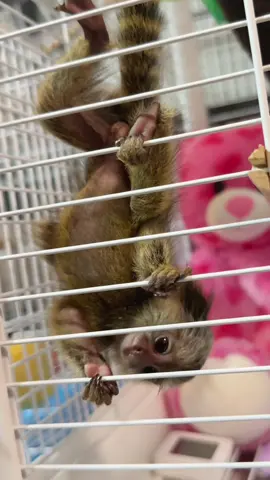 ซนเป็นลูกลิงเลย🐒 #8xotic #ลิง #มาโมเสท #commonmarmoset #สัตว์เลี้ยงtiktok 