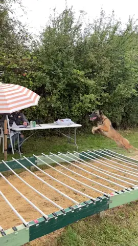 L’ultime bataille ⚔️ LONG JUMP - 6.50m 🥇  W/ @Antoine & Thyia  & @Teemo_co  @UCJ League  🎥 by @saikohana_sbt  #dog #sportingdog #longjump #malinois #dogsport 