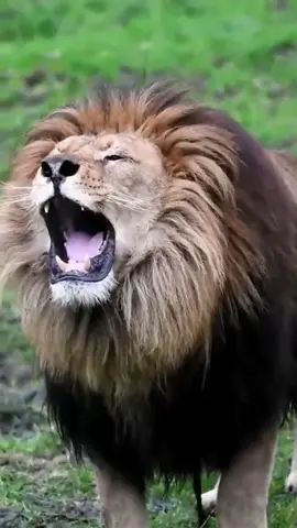 wonderful sounds of animals #animalsounds #nature #wildlife #amazinganimals #animalworld 