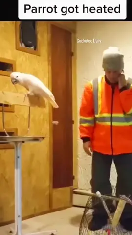 #cockatoo #parrot #bird 