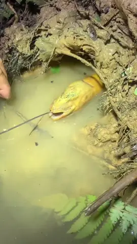 Teknik Mancing Belut Ala China Cuma Pakai BATANG BESI! Gak Percaya? Lihat Hasilnya! #fyp #fyppppppppppppppppppppppp 