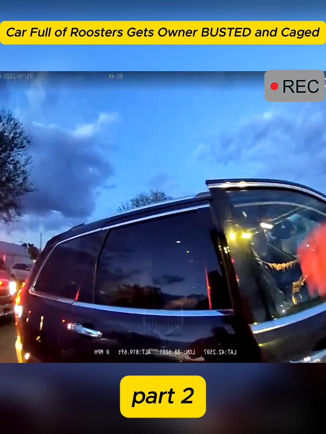 Car Full of Roosters Gets Owner BUSTED and Caged#cops #copsoftiktok #copsontiktok #copstiktok #police #policeofficer #policeoftiktok
