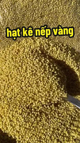 1kg Hạt kê nếp vàng Nghệ An đã tách vở #hạtkê #hạtkênếpvàng 