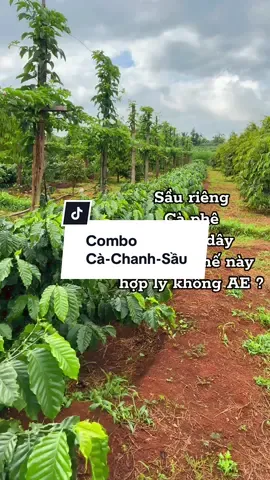 Hợp lý không AE ? #chanhday #caphe #saurieng #xuhuongtiktok #nongnghiep 