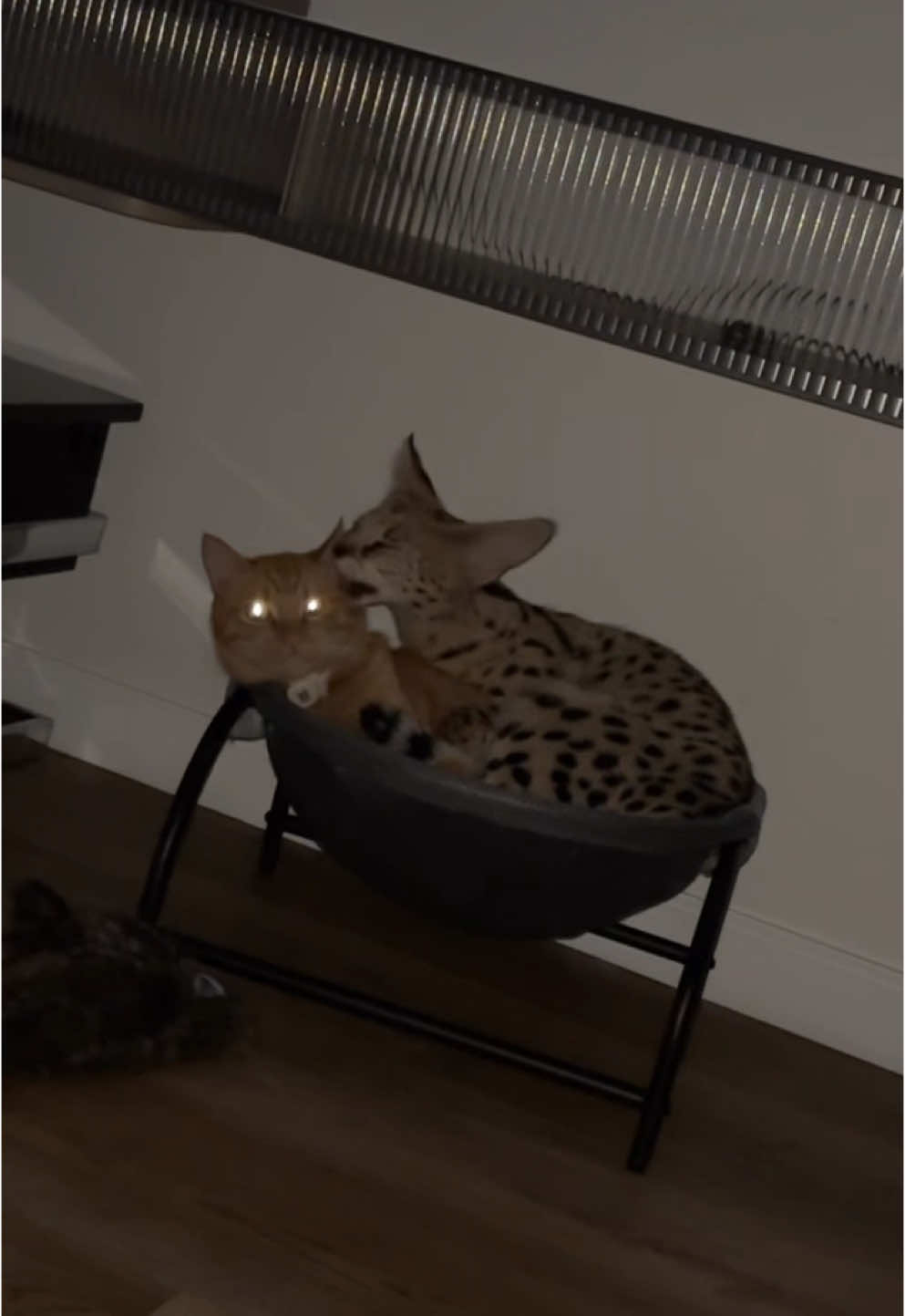No personal space 🤦🏽‍♀️  #f1kingston #luxurylife #exoticpets #cats #money 