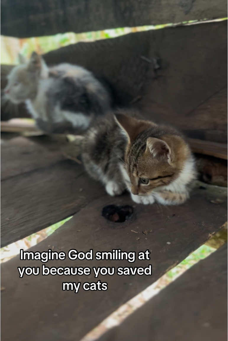 Imagine God smiling at you because you saved my cats #helpme #catrescue #donate #unitedkingdom #switzerland 