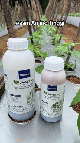 Nutrisi Asam Amino Tinggi Greenforce Alfabeta #pupuk #nutrisi #asamamino #aminoacid #greenforce 