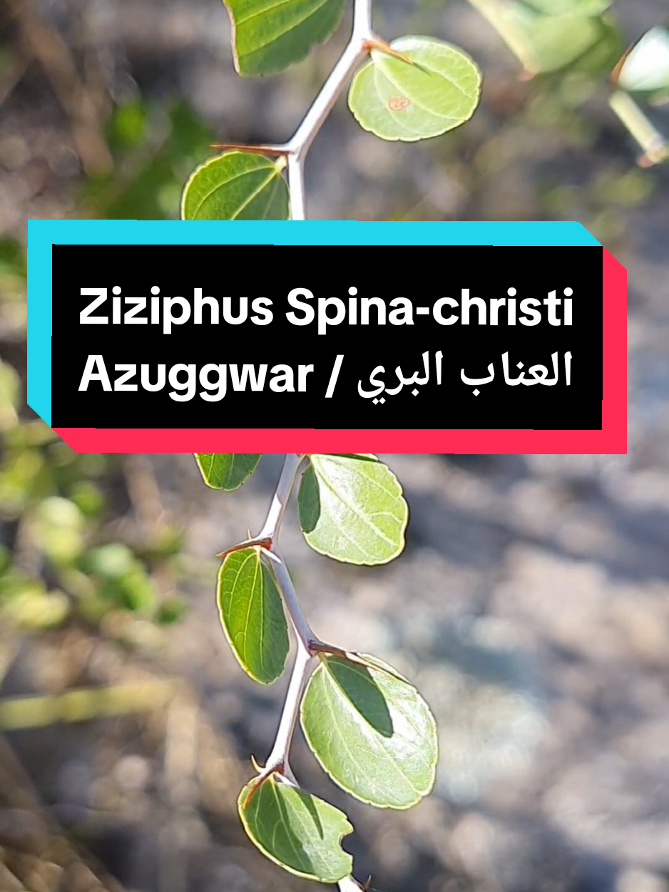 AZEGGWAR = Le jujubier sauvage Ziziphus lotus ou Ziziphus spina-christi, également appelé 